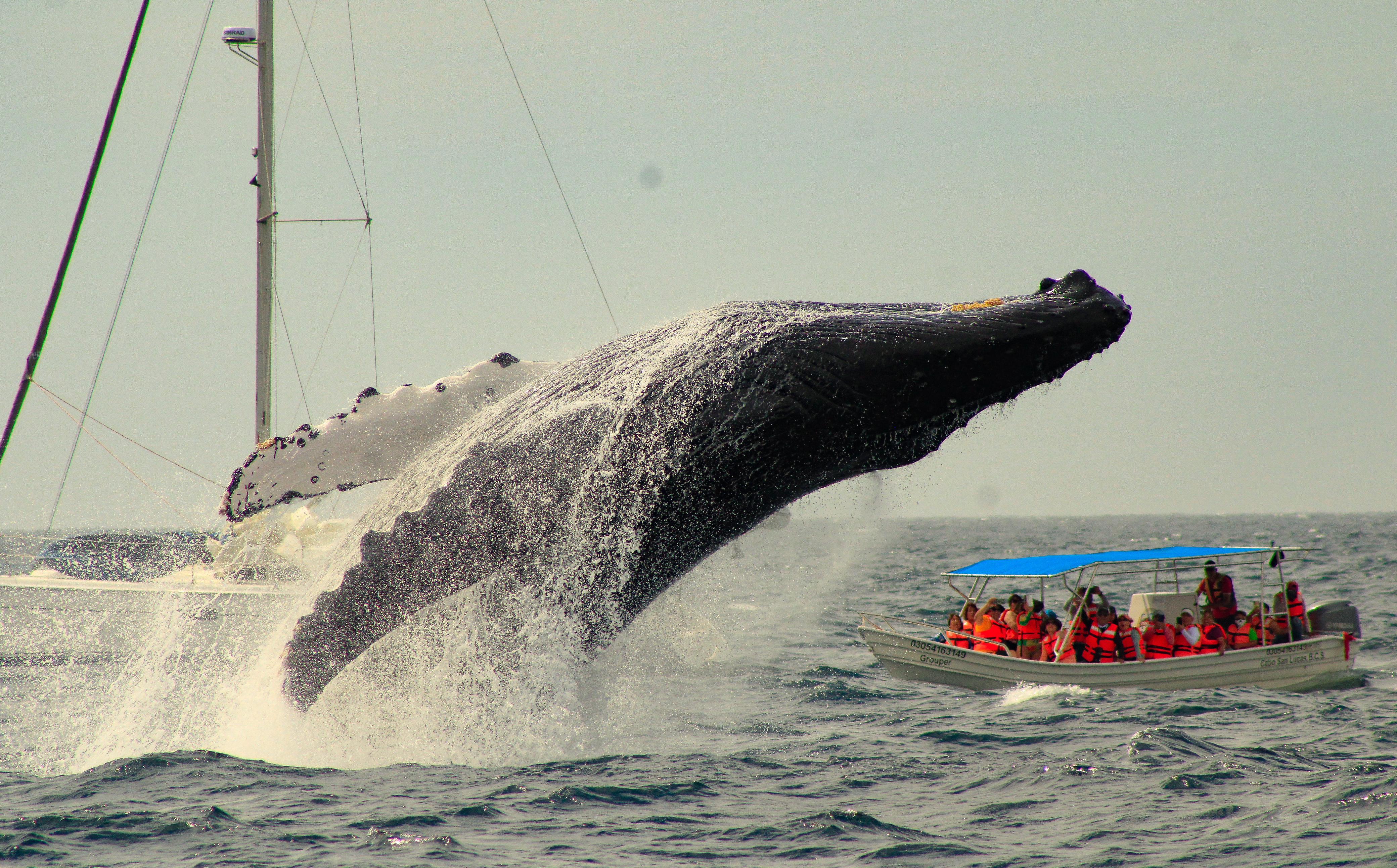 Whale watching